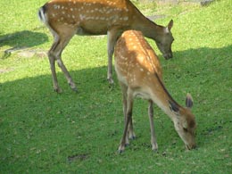 鹿の食事